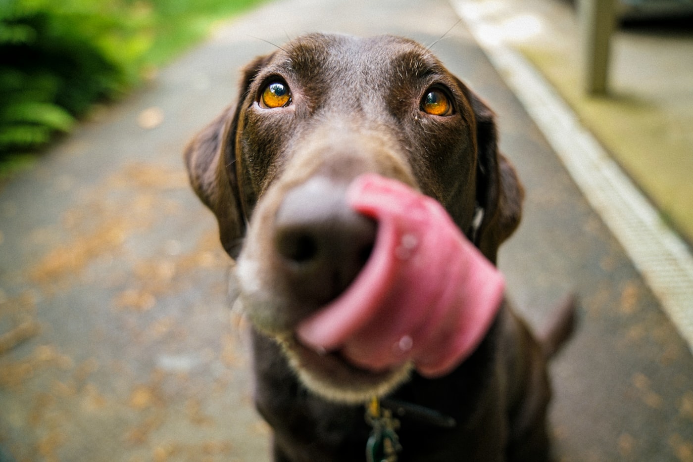 Chocolate labrador
